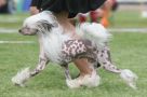 Zorrazo Evil Twin Chinese Crested