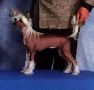 Sunberry's Queen Amidala Chinese Crested