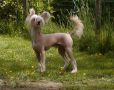Moonlilys Aucaman Chinese Crested
