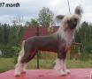 Vernisazh Mari Shanel Lubov Moya Chinese Crested