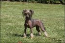 Rimabra's You Can't Stop Me Chinese Crested