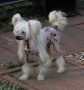 Zucci Romance And Roses Chinese Crested