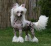 Solino's Love Intrigue For Zucci Chinese Crested