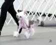 Shake It Off By Jove Chinese Crested
