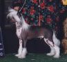 Jewels Fool Proof SOM Chinese Crested