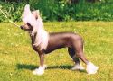 Omegaville Virtual Reality Chinese Crested