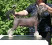 Candy Queen's Skindiana Jones Chinese Crested