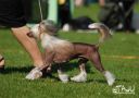 Crested Style Ideal Winner Chinese Crested