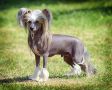 Sunstreaker Get a Wiggle On Chinese Crested