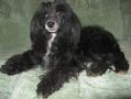 Vellar Pljus Imperatritsa Rokky San Chinese Crested