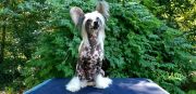 Soltanto Gussy Up Chinese Crested