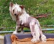 Yanette Cool Lady Chinese Crested
