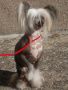 Soulman de Nueva Avalon Chinese Crested
