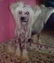 Bamby de Caroliange  Chinese Crested