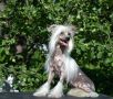 Shalovliva i Krasiva  ot Volnogo Psa Chinese Crested