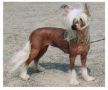 Secret Line's X-Ample For Me Chinese Crested