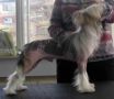 Vernisage Mari Yudel White Velvet  Chinese Crested