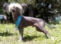 Bonzer's Atomic Bomb Chinese Crested