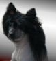 G' Black Sexy Top Model De Rama Chinese Crested