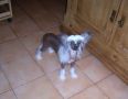 Zucci Here Comes Trouble Chinese Crested