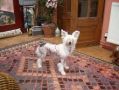 Zucci Ribbons And Roses  Chinese Crested
