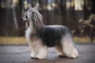 Incanto Del Mondo Pina Colada Chinese Crested