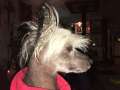 Raven's Mighty Mouse Chinese Crested