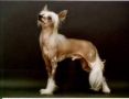 Amigo Modry Kvet Chinese Crested