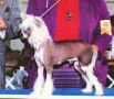 Mstic-Heart Superman Chinese Crested