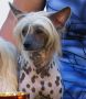 Storm Garden Roses Chinese Crested