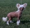 Secret Line's Winnie The Pooh Chinese Crested