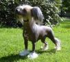 M�slis Ticka Chinese Crested
