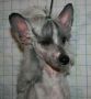Krasotka Star Favourite Chinese Crested