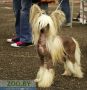 Dejavu Fatal Be Happy Chinese Crested