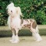 Prefix Hotlips Chinese Crested