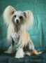 Sun-Hee's Ice Icecube Chinese Crested