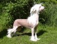 Beddi's Jewel Case Chinese Crested