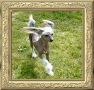 Tiny Diamonds Frontpage News Chinese Crested