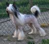 Lady Ml Force of Nature Chinese Crested