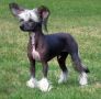 Chinetta's Cripple Creek Chinese Crested