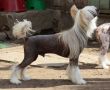Fantastik Kashmir Gendel Chinese Crested