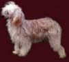 Montezuma Lady Migotka Chinese Crested