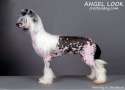 Angel Look Cha Cha Cha Chinese Crested