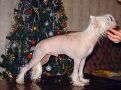 In-Sa-In Apollon Svift Chinese Crested