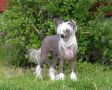 Belshaw's Head Over Heels Chinese Crested