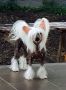 Crested Style Intention To Win Chinese Crested