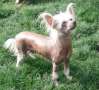Be My Dog's Valentyne Suite Chinese Crested