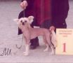 La Votre Bell Sheron Stone Infanta Chinese Crested