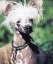 Nergal-Coyote Dew Chinese Crested