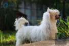 Eashik's 'n Lapinus Fred Chinese Crested